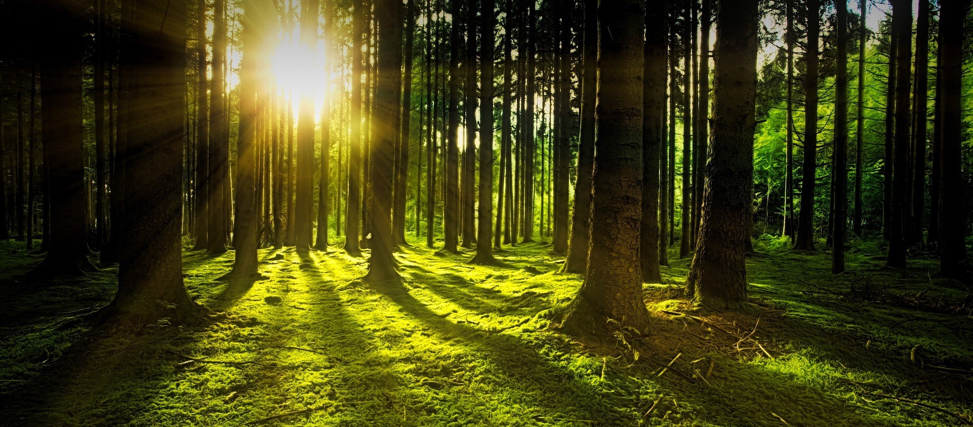 What is Bioenergy & Why are We Getting Excited About it? - Energy Watch ...