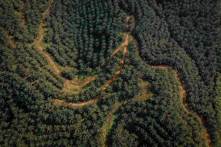How palm oil can power Malaysia’s energy transition, from plantation to grid