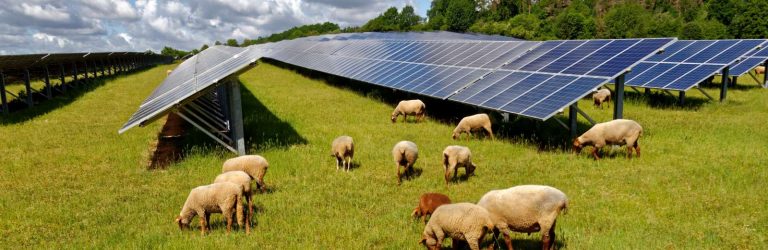 When energy sustains nature – reimagining solar farms as living ecosystems